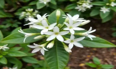 A starbush, which is a stylized bush that has stars for flowers