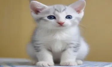 beautiful blue and white spotted kitten full body visible